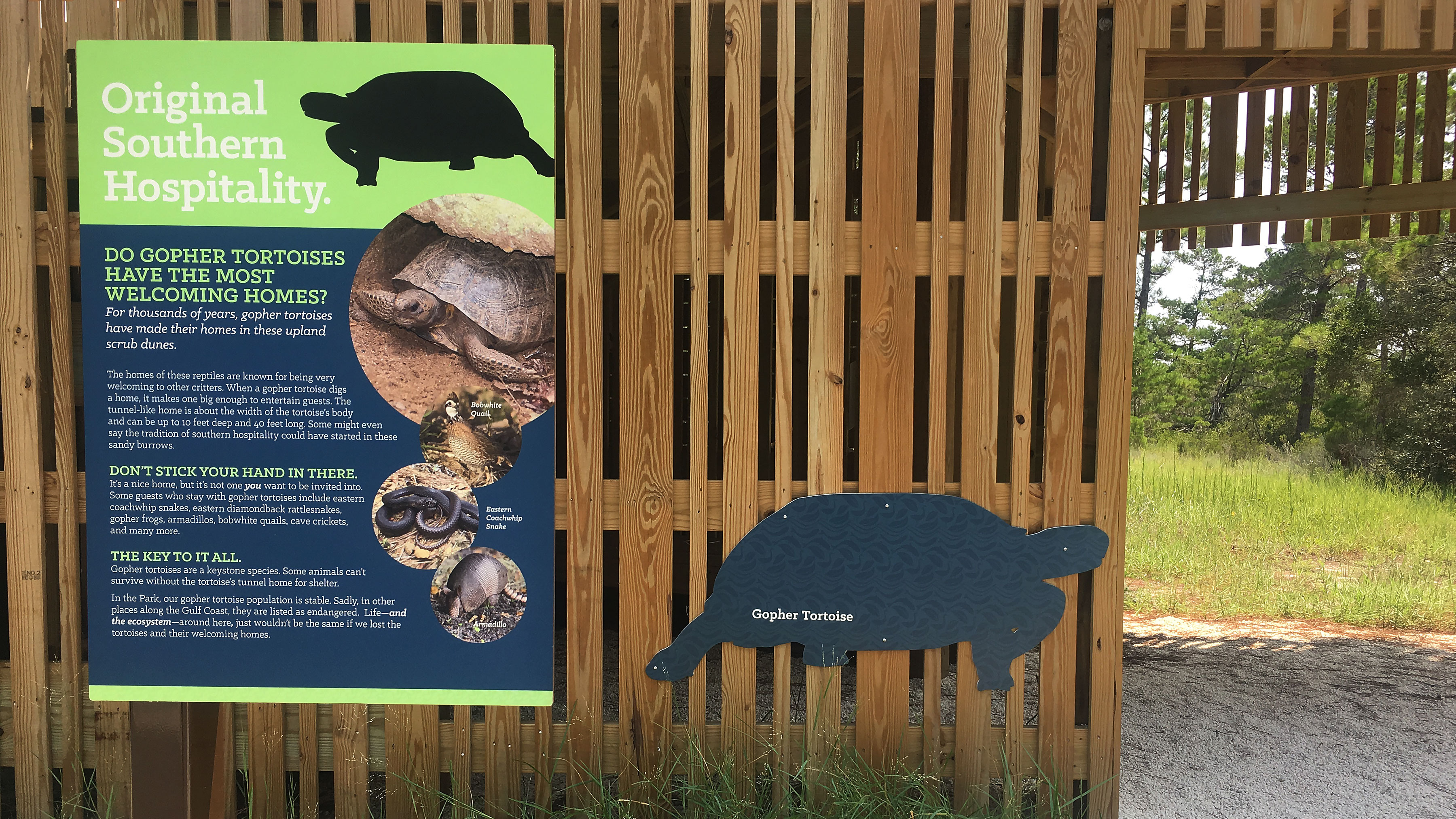 Gopher Tortoise interpretive at Rosemary Dunes Pause Place