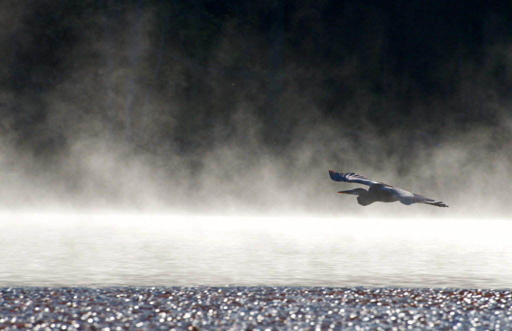 Heron over Sleepy Creek Lake.